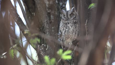 sleeping owl