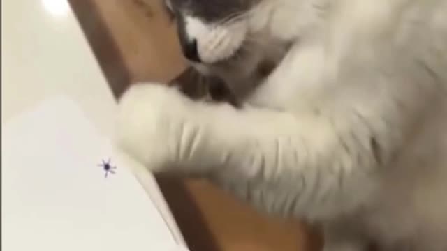 cat trying to catch a spider