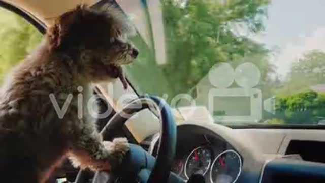 Cute pappy drive is driving a car dog drive