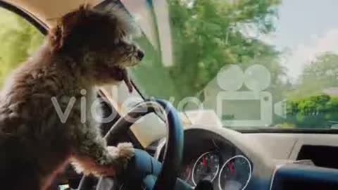 Cute pappy drive is driving a car dog drive