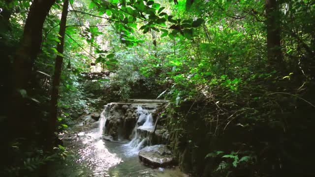 antistress- healing sounds of the forest before going to bed