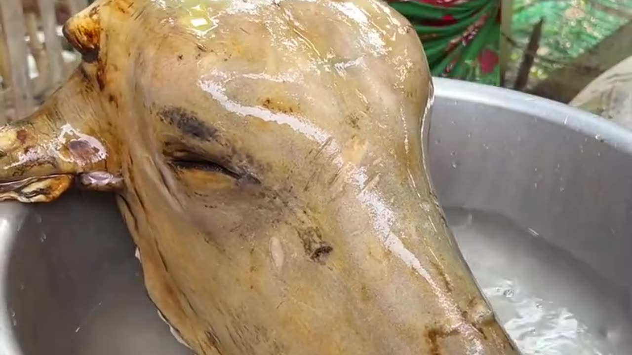 Cooking Full Cow Head -How to cook cow head