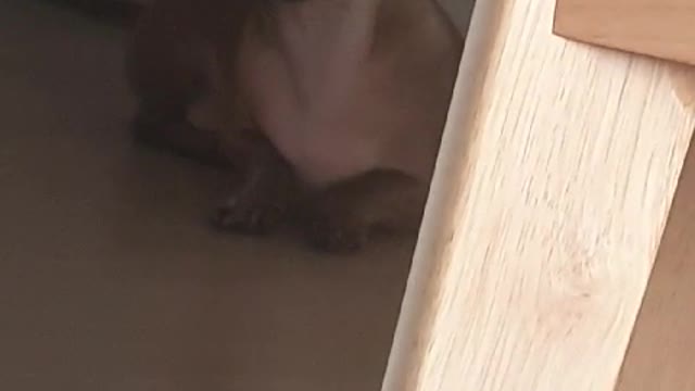 glower dachshund