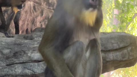 mandrill