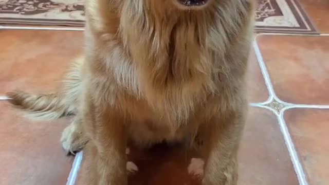 Golden retriever