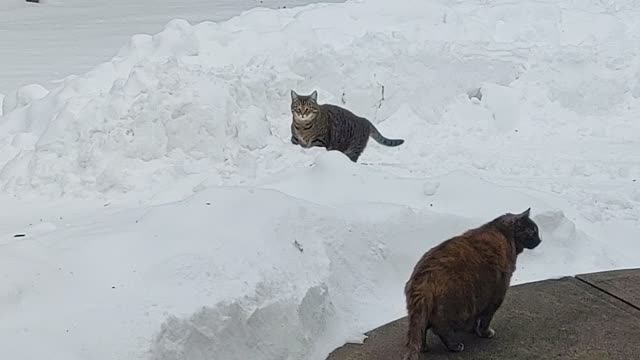 Oliver playing in the snow