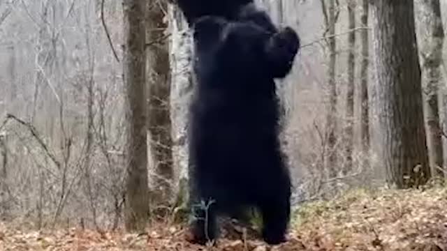 A sada – lambada! Ovaj medved uživa u svom plesu