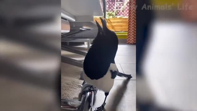 A white crow can talk!