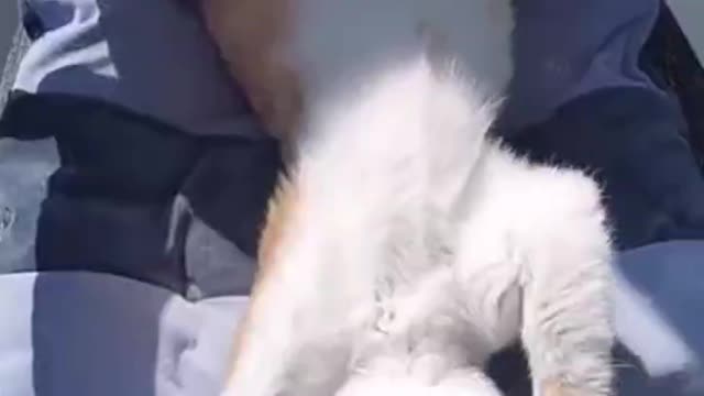 Cute kittens Baby Cats - Cute and Funny Cat Videos Compilati