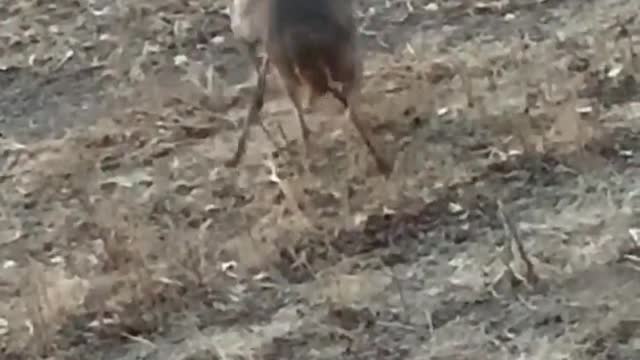 I'm Home Deer