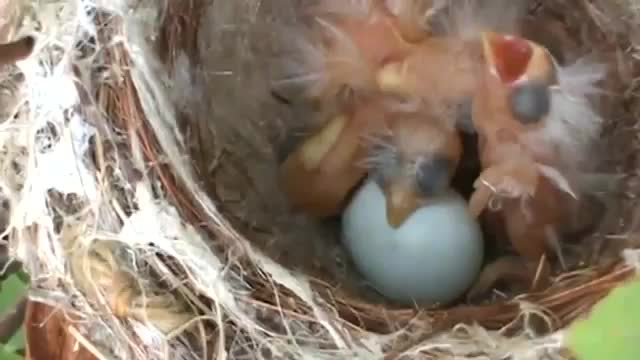 Goldfinch nest full of babies