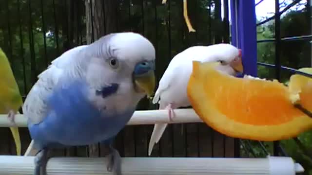 Disciplined Parakeets Take Turn On A Juicy Orange Slice