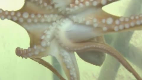 Why Octopus Arms Don't Get Tangled Up