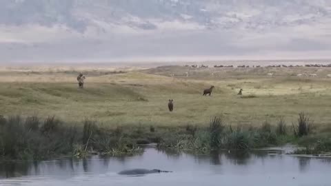 Crocodile attacked the lion