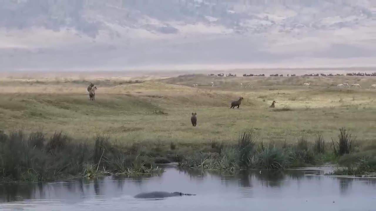 Crocodile attacked the lion