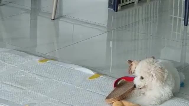 Bichon Frize - Dew. Ball play and slippers are fun