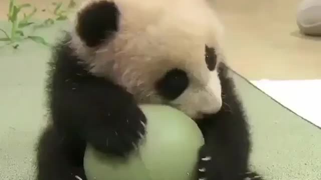 Cute panda, this is my ball. Give it or give it! ha-ha