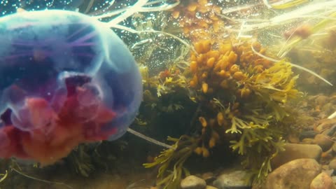 Blue and purple jelly fish underwater