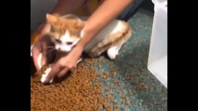 Funniest Animals /Best Of The 2020/