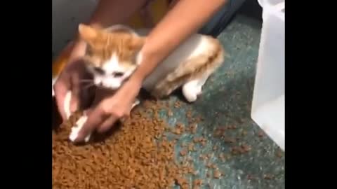 Funniest Animals /Best Of The 2020/