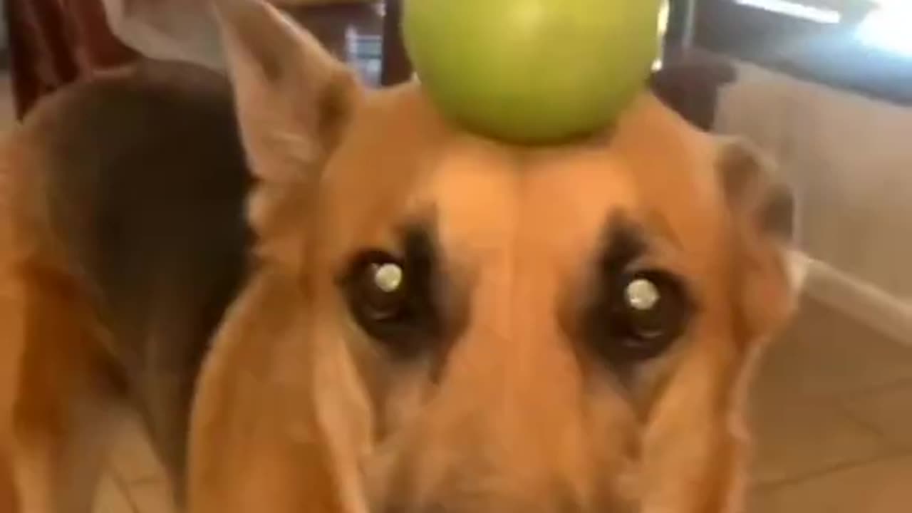 Try_not_to_laugh🤣_Funny_animals😹‖_#shorts__#funnyvideos