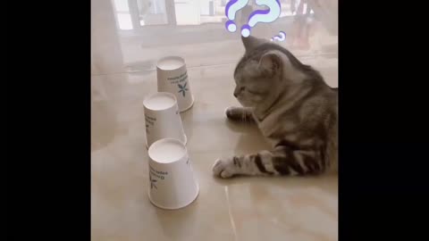 Try Not To Laugh or Grin While Watching Funny Cat Compilation 1280_720