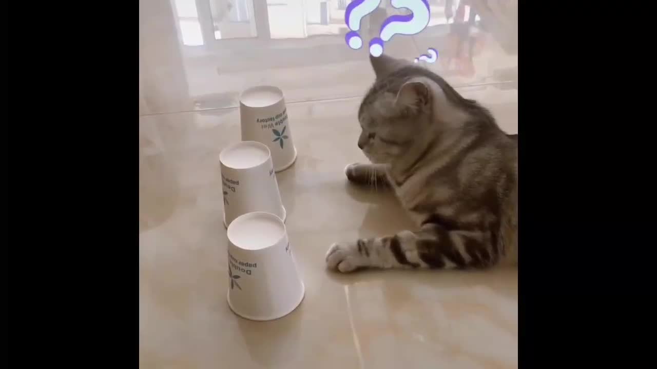 Try Not To Laugh or Grin While Watching Funny Cat Compilation 1280_720