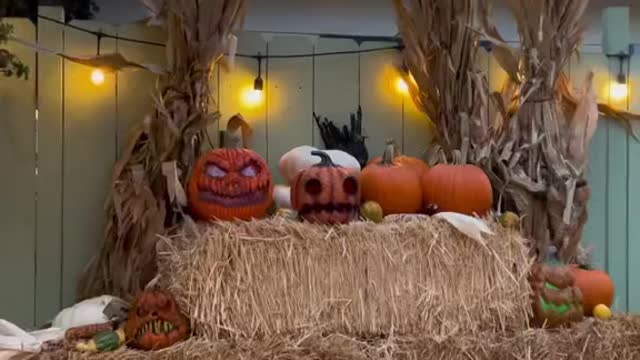 Cute Pumpkin Patchin San Diegp