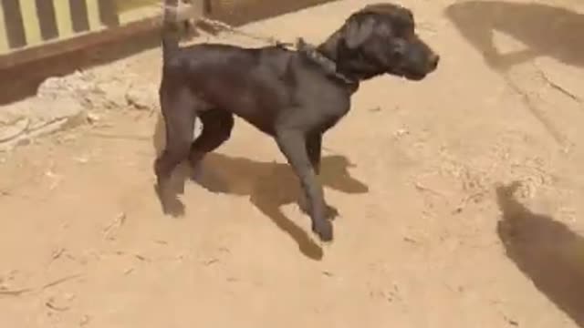 Most Aggressive labradors puppies