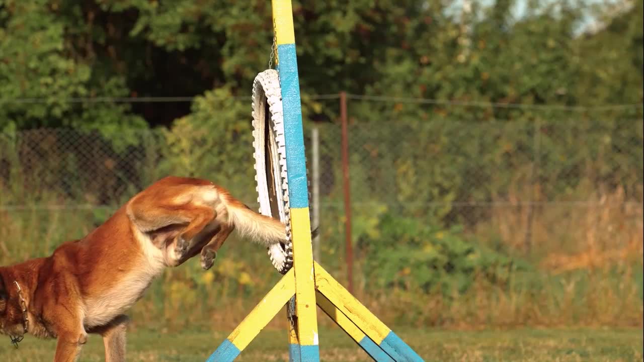 PERRO POLICIA ANTI DROGAS ENTRENANDO / HD / SLOW MOTION