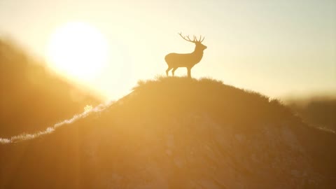 Deer Male in Forest at Sunset