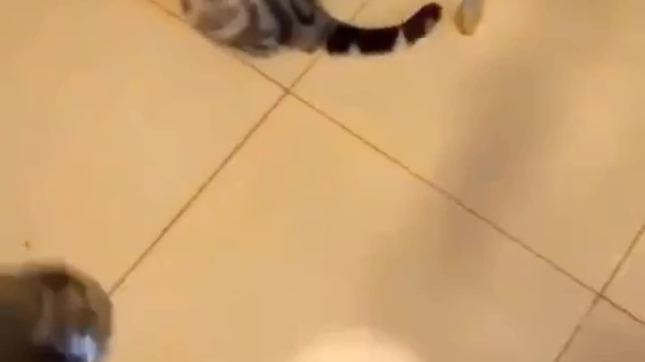 Prank on cats