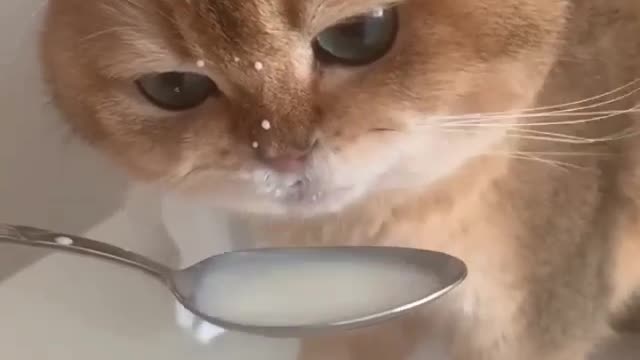 cat drinking milk from the spoon