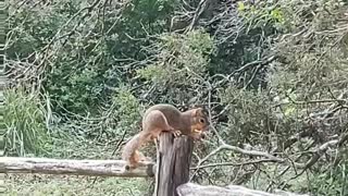 Happy Squirrel