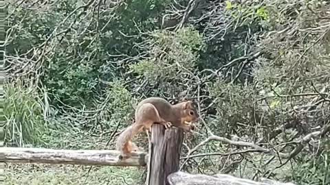 Happy Squirrel