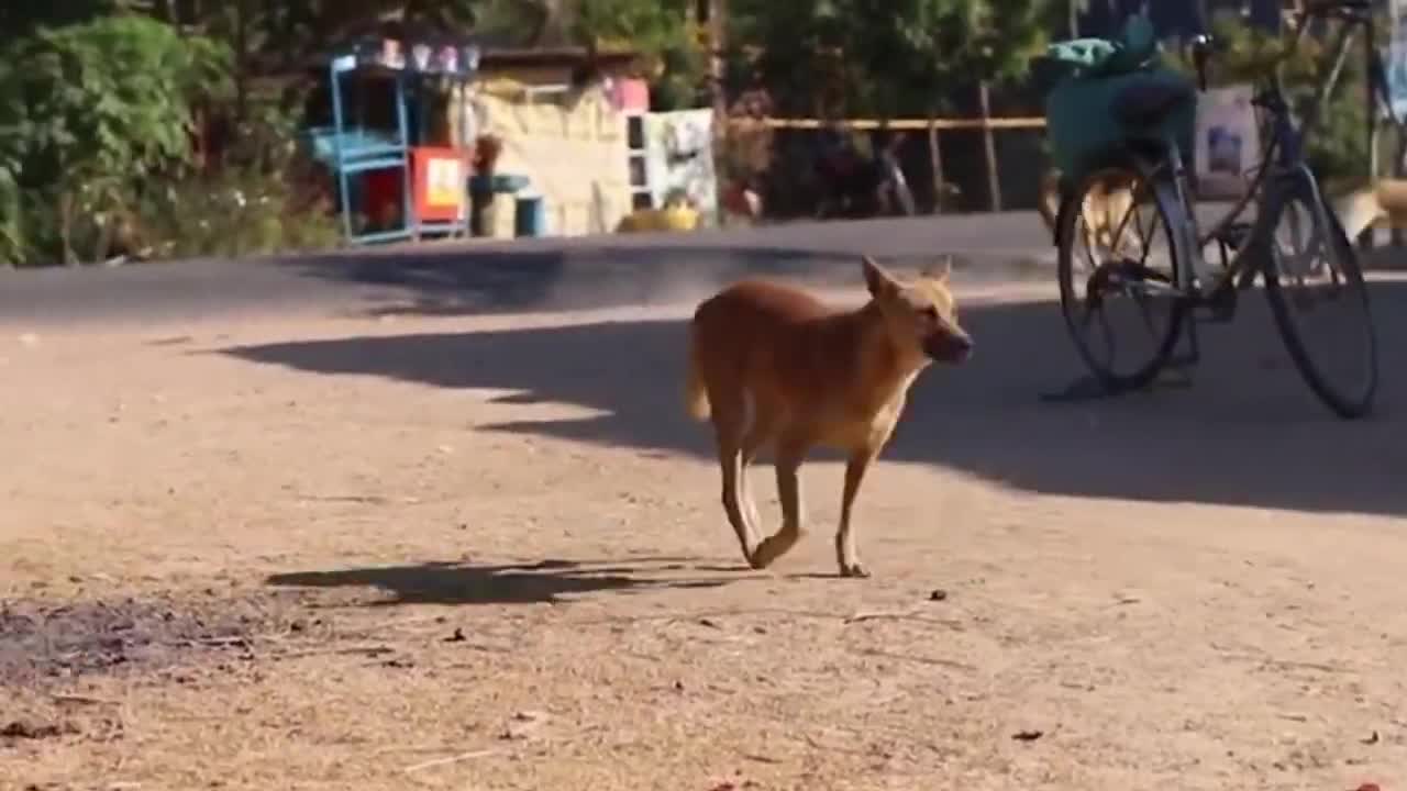 Troll Prank Dog Funny & fake Lion and Fake Tiger Prank To dog ,Huge Box Prank to dog | Ep43_Troll