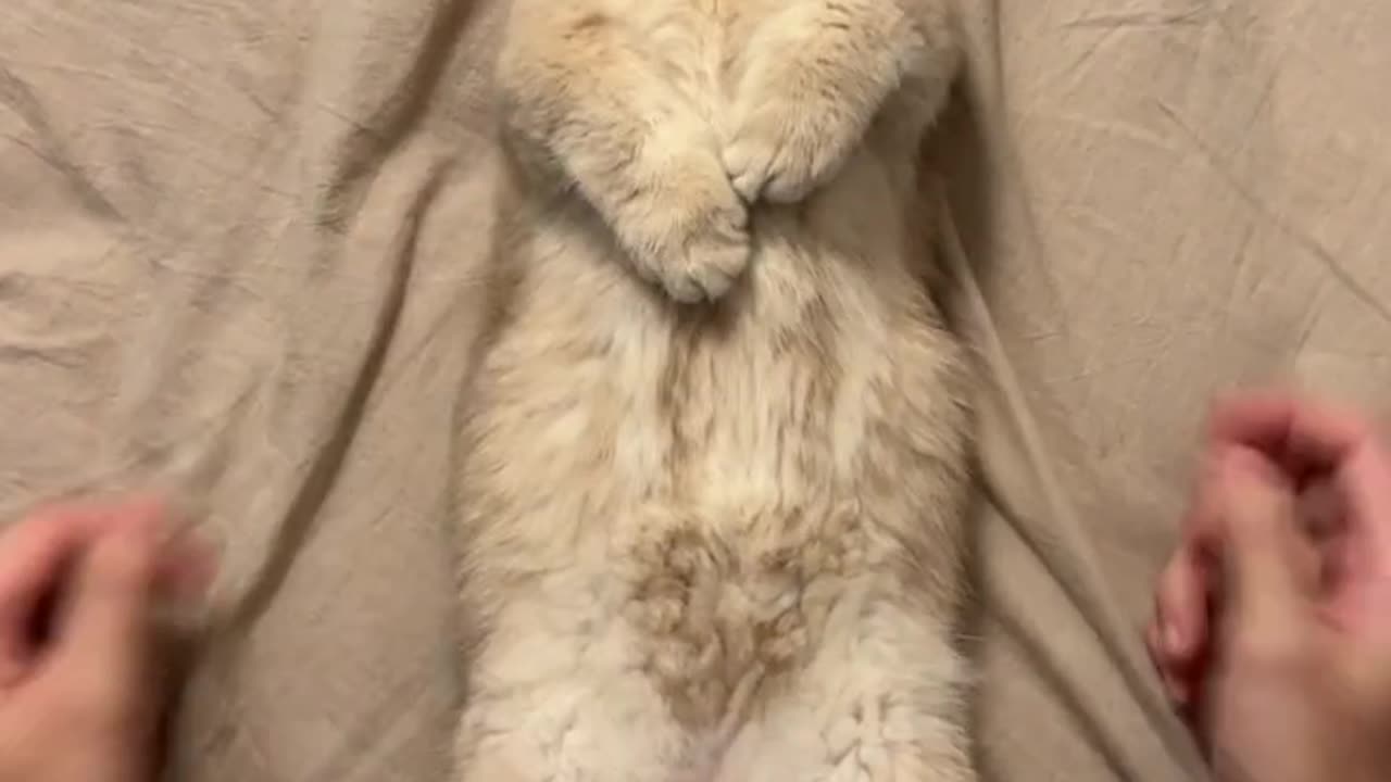 Cat funny moments 😂🤣🤣
