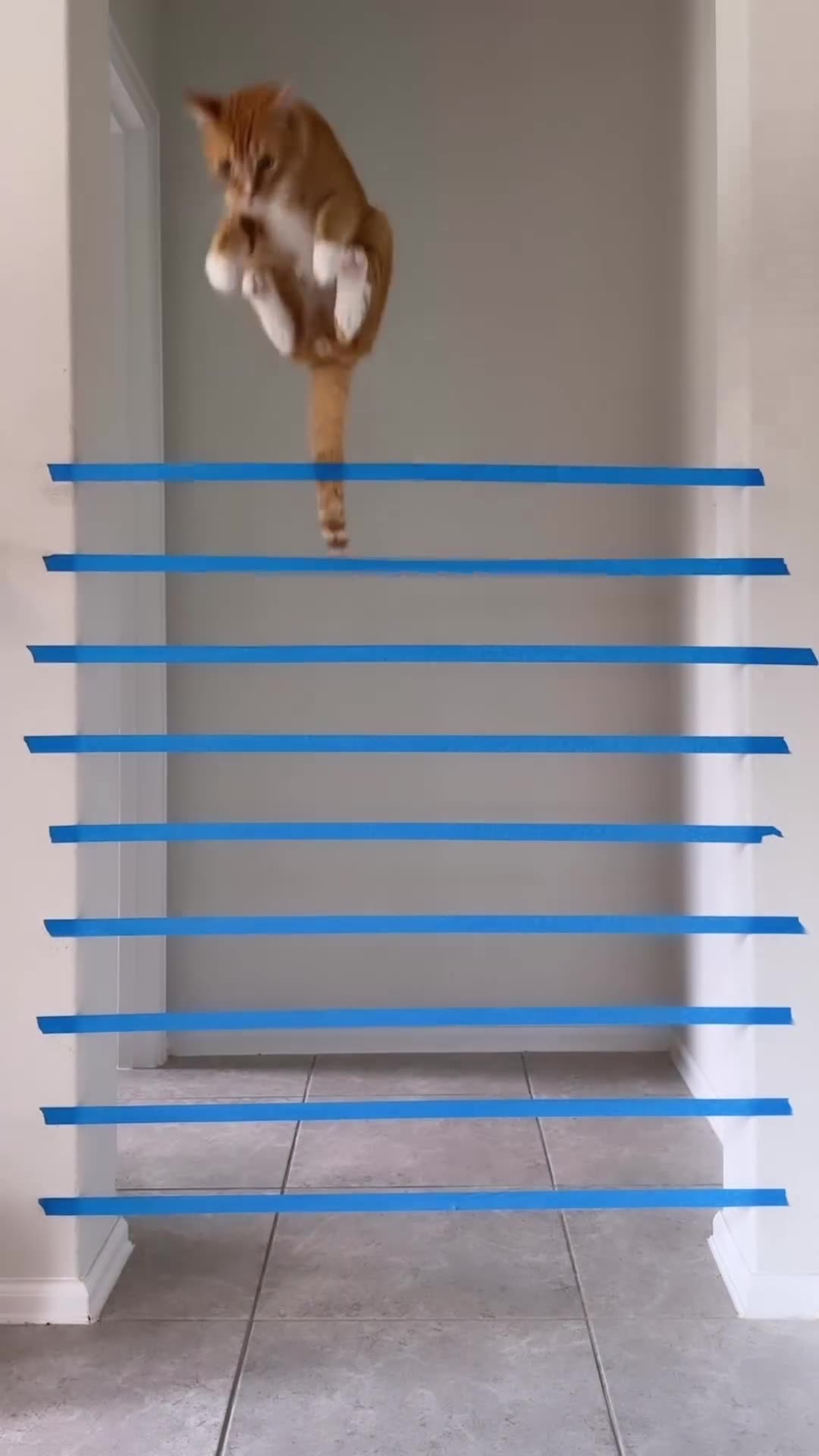 Kitty Rumble Kitty olympics high jump!