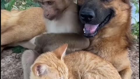 Interrelationships