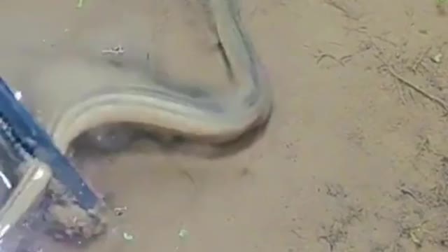 This is a beautiful and charming water-dwelling species