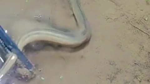 This is a beautiful and charming water-dwelling species