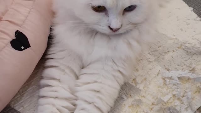 With her hands politely gathered, she hates to touch :)