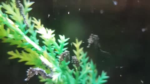 Baby Seahorse Herd