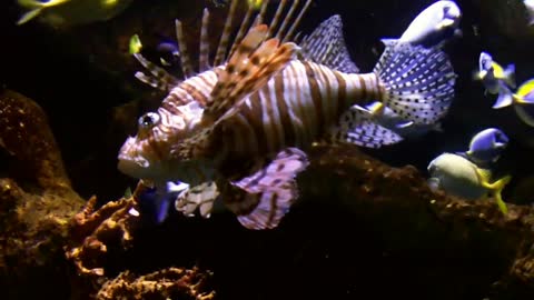 Beautiful LionFish