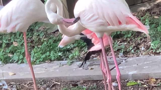 Big pink white bird