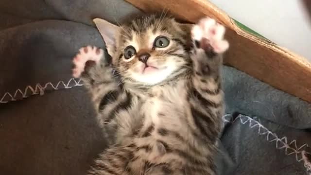 My kitten puts his paws in the air when you stop petting his belly and it’s too cute to handle!