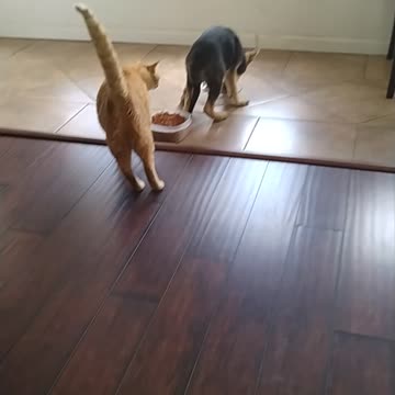 Big Jr cat sniffs raiders rump