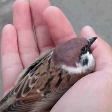 Good Day Guys🐦🍁