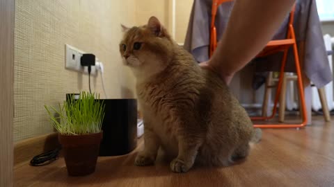 cute cat