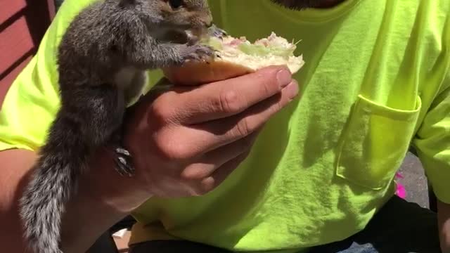 Squirrel Shares a Sandwich